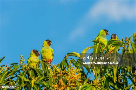 52 Nanday Parakeet Stock Photos, High-Res Pictures, and Images - Getty ...