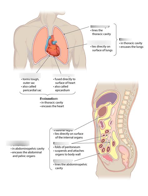 visceral and parietal layers fig 1.6 Diagram | Quizlet