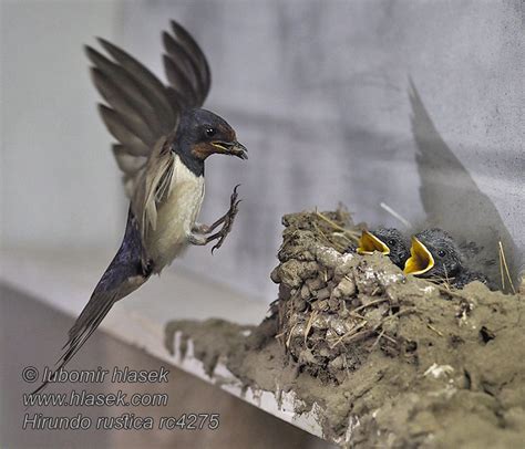 Vlaštovka obecná Hirundo rustica