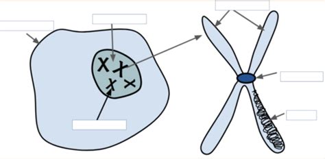 Cell Division Flashcards Quizlet