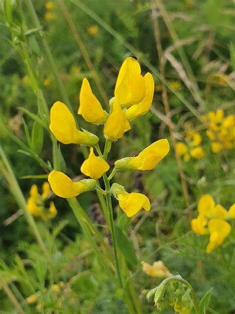 Wiesen Platterbse Wiesen Platterbse Lathyrus Pratensis Flickr