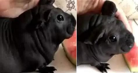 Man Purchases Cheap But Adorable Puppy Turns Out To Be A Bamboo Rat