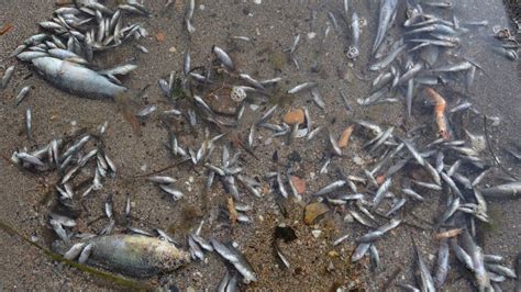 Vuelven A Aparecer Cientos De Peces Muertos En El Mar Menor Marca