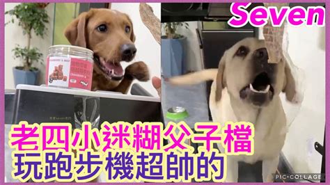 拉布拉多seven老四💕2022 10 29直播💕labrador Seven寵物拉拉 老四 Queenlee賽文 小迷糊