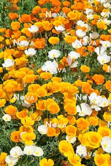 Eschscholzia Californica Mix
