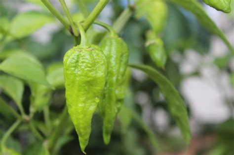 Chocolate Bhutlah Pepper Heirlooms