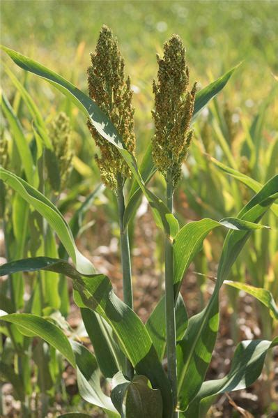 Sorghum bicolor L Moench Préservons la Nature