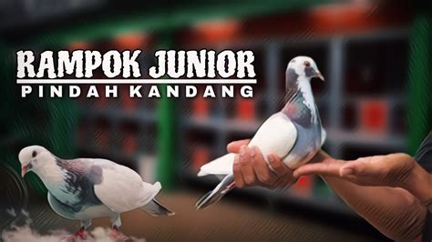 Rampok Junior Pasang Burung Merpati Pindah Kandang Youtube