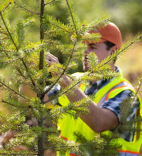 Climate Smart Forestry Sustainable Forest Management That Optimizes Climate Adaptation And