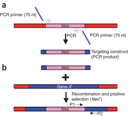 Insertion Of A Selectable Marker By Recombineering A Targeting