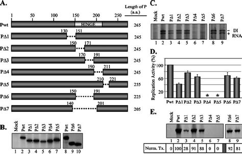 Replication and transcription activities of deletion mutants of P ... 