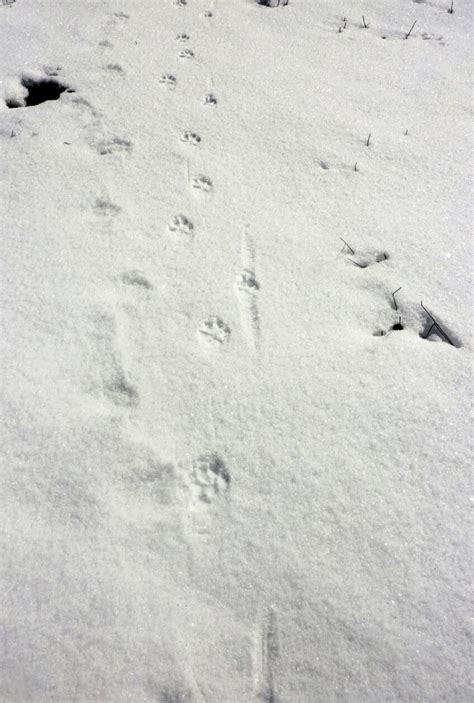 Renard Apprenez à suivre ses traces en hiver en famille La Salamandre