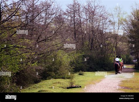 Horse Riding Along The Old Railway Line Through The New Forest Near The