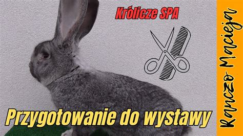 Jak przygotować królika do wystawy 320 YouTube