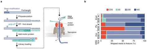 Nanopore Based Native RNA Sequencing Provides Insights Into Prokaryotic