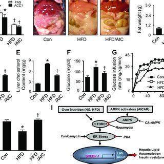 Activation Of AMPK Reduces HFD Induced Lipid Accumulation And Improves