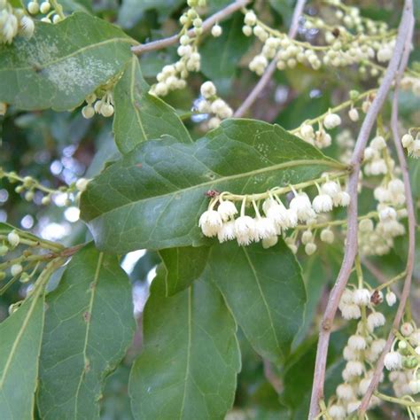 Elaeocarpus Obovatus Hard Quandong Blueberry Ash Seeds X10 Ole