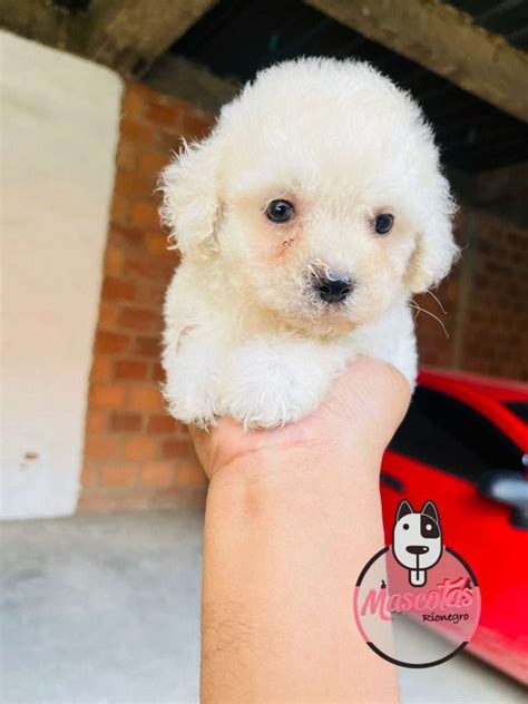 Precio De Un Perro French Poodle Mini Toy Home Alqu