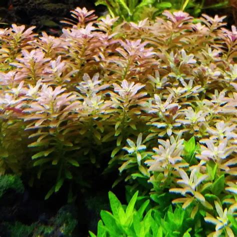 Limnophila Aromatica Mini Minipura Aqua