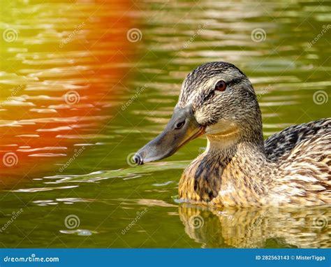 Side View Of A Female Mallard Duck Swimming Across Lake Stock Image