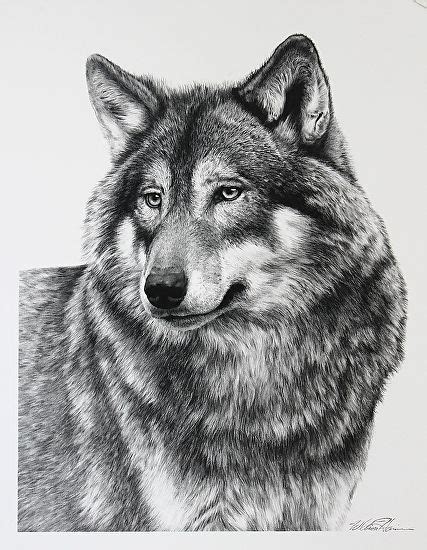 Wolf Portrait By William Harrison Wolff Carbon Pencil X