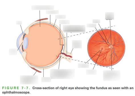 Eye Diagram Quizlet