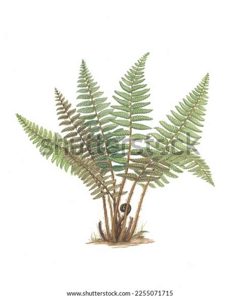 Realistic Color Scientific Illustration Male Ferndryopteris Stock