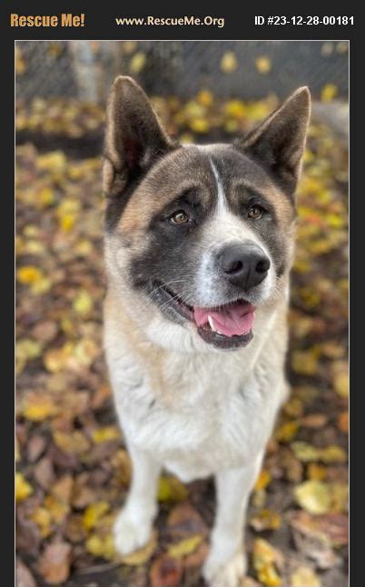 ADOPT 23122800181 Akita Rescue California