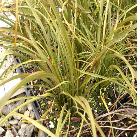 Phormium Tenax Tom Thumb New Zealand Flax Siteone