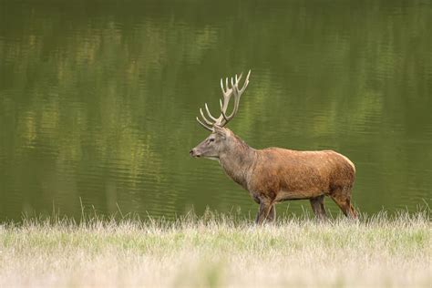 Fotografie „jelen Evropský Cervus Elaphus Nově Jelen Lesní