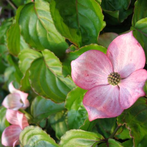 Cornus Kousa Heart Throb Cornouiller Du Japon Grande Et Longue