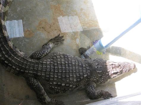 Экскурсия в национальный парк Као Лак (Khao Lak), Таиланд - насыщенная ...