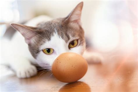 Can Cats Eat Eggs Learn If Eggs Are Safe For Cats