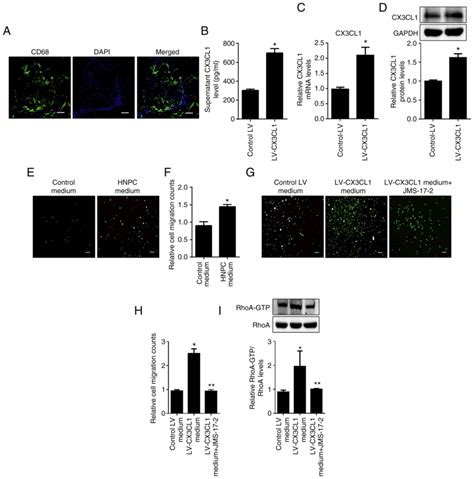 Cx Cl Cx Cr Axis Alleviates Inflammation And Apoptosis In Human