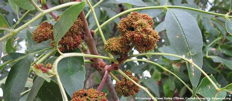 Ash Flower Gall Mite Eden Tree Pros