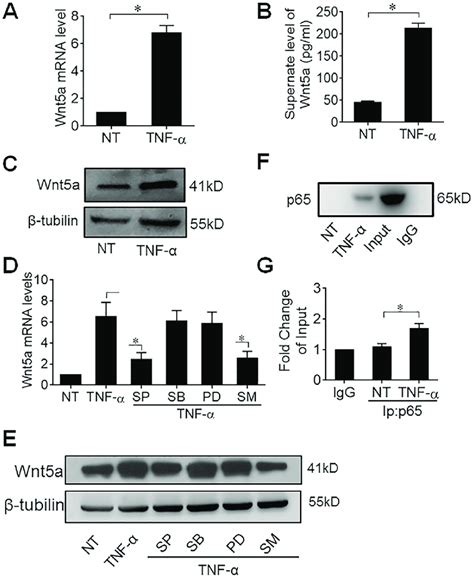 Tnf A Induces Wnt5a Expression Through Nf Kb Signaling A Rt Pcr