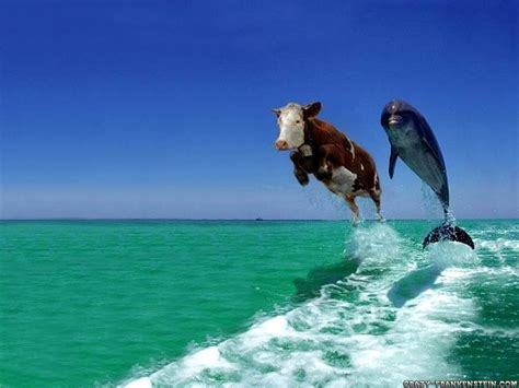 Cow and dolphin cow-and-dolphin HD wallpaper | animals | Wallpaper Better