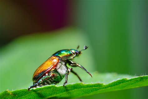 Japanese Beetle Stock Photos, Images and Backgrounds for Free Download