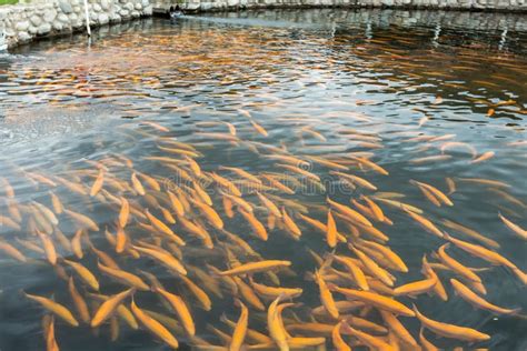 Rainbow Trout Swims in the Water at a Fish Farm Stock Image - Image of background, fish: 262622617