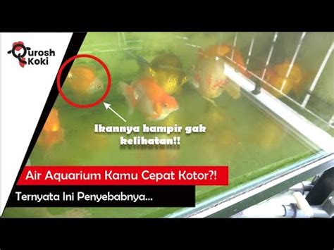 Penyebab Air Aquarium Ikan Koki Cepat Keruh Dan Kotor Youtube