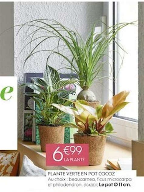 Promo Plante Verte En Pot Cocoz Chez Truffaut ICatalogue Fr