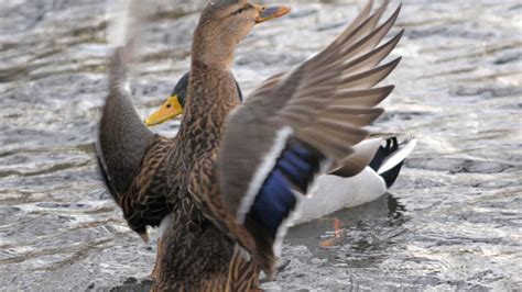 Tierwelt Wie Sich Entendamen Dem Sex Verweigern WELT