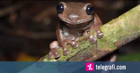 Zbulohen specie të reja të “bretkosës çokollatë” në Guinenë e Re ...