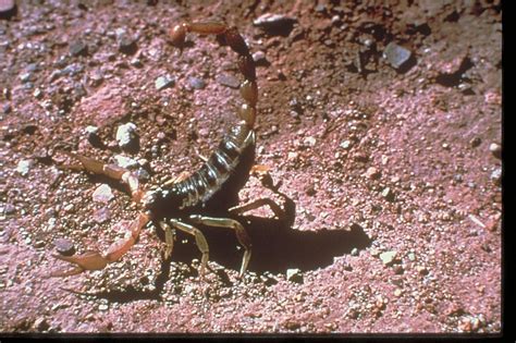 I Ve Got One Hunting Neon Scorpions In The Arizona Desert The Peninsula Qatar