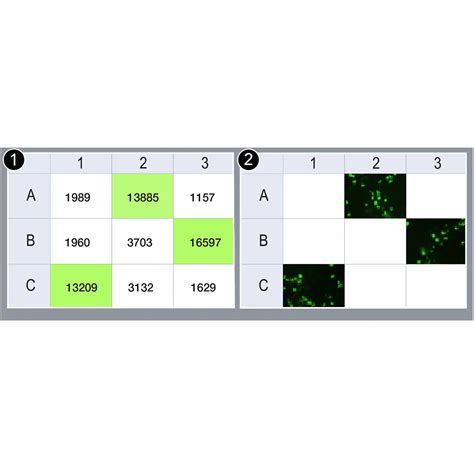 BioTek Cytation 5 Cell Imaging Multimode Reader Silvera