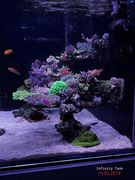 Cube Build Show Off Those Great Cube Tank Aquascapes Artofit