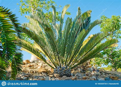 Rvores Tropicais No Jardim Encephalartos Woodii Imagem De Stock