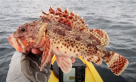 California Scorpionfish Mexican