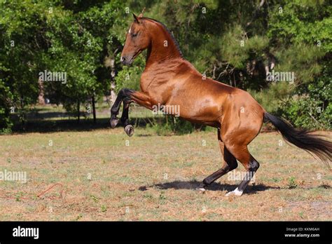 Akhal Teke Horse Rearing Hi Res Stock Photography And Images Alamy
