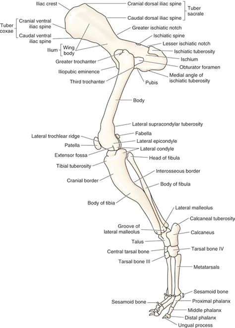 Canine Anatomy Veterian Key Dog Anatomy Veterinarians Medicine